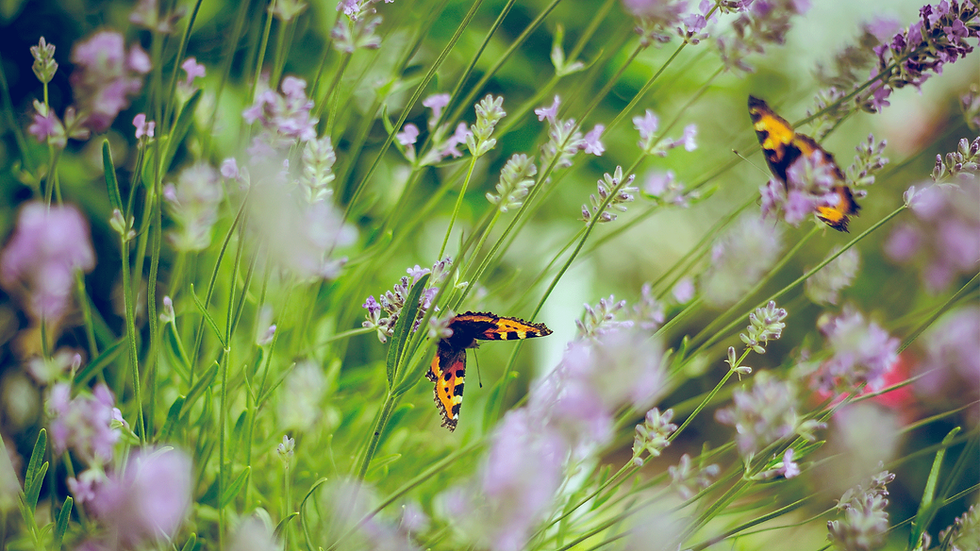 Butterflies amongst lavender flowers
