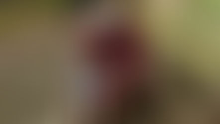 ‘Precedent case’: £53k cost for council after Pit Bull type dog court battle