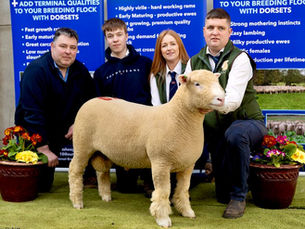 Ballymaconnelly dazzle at Dorset Diamonds with 4,600gns top price