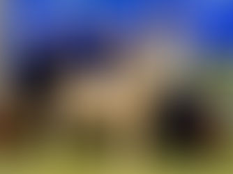 Ballymaconnelly dazzle at Dorset Diamonds with 4,600gns top price