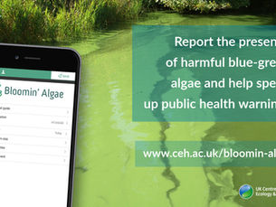 Public urged to be blue algae aware this summer