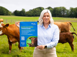 CAFRE launches suckler cow fertility themed groups to boost herd efficiency