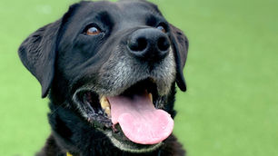 Revealed: Northern Ireland’s most popular pooches and names from Dogs Trust poll