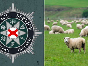 Spate of farm animal thefts continue after 13 pregnant ewes stolen