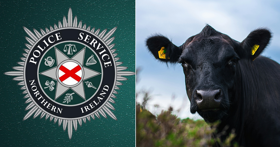 PSNI logo and black Angus cow