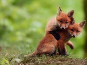 DAERA confirms further positive test results for Avian Influenza in Co Antrim