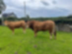 Herd bull and cow during the breeding season.