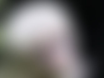 All good thing’s come in 3’s – Belfast Zoo welcomes new additions!