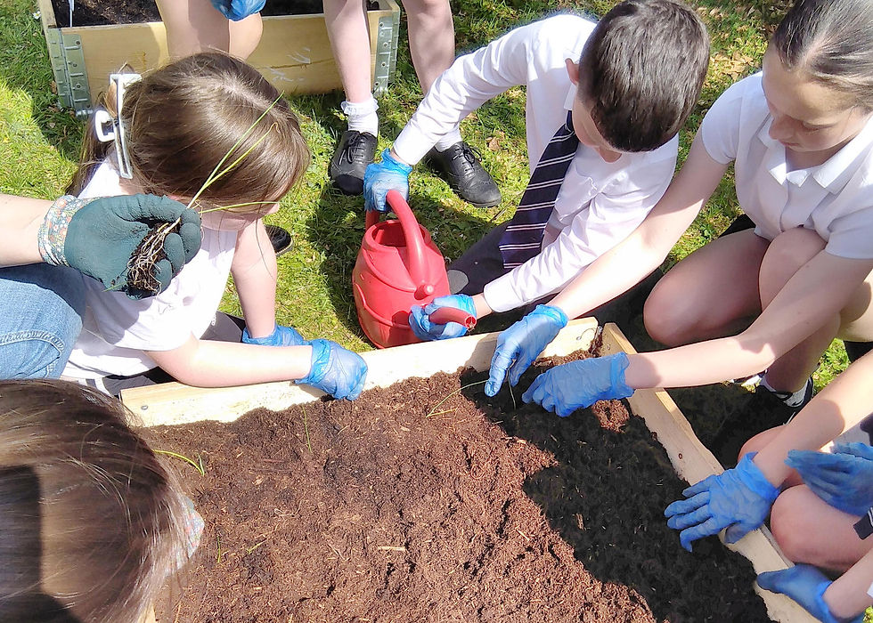 St Colmcille’s Primary School sowing seeds in their school garden