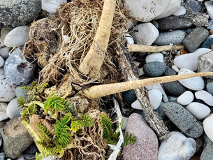 MEA Council urge vigilance after lethal 'Poisonous Parsnip’ washed up on local beaches