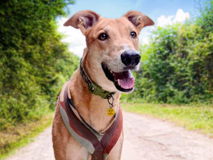 Dogs Trust Ballymena issues stark warning as hot pavements put dogs at risk