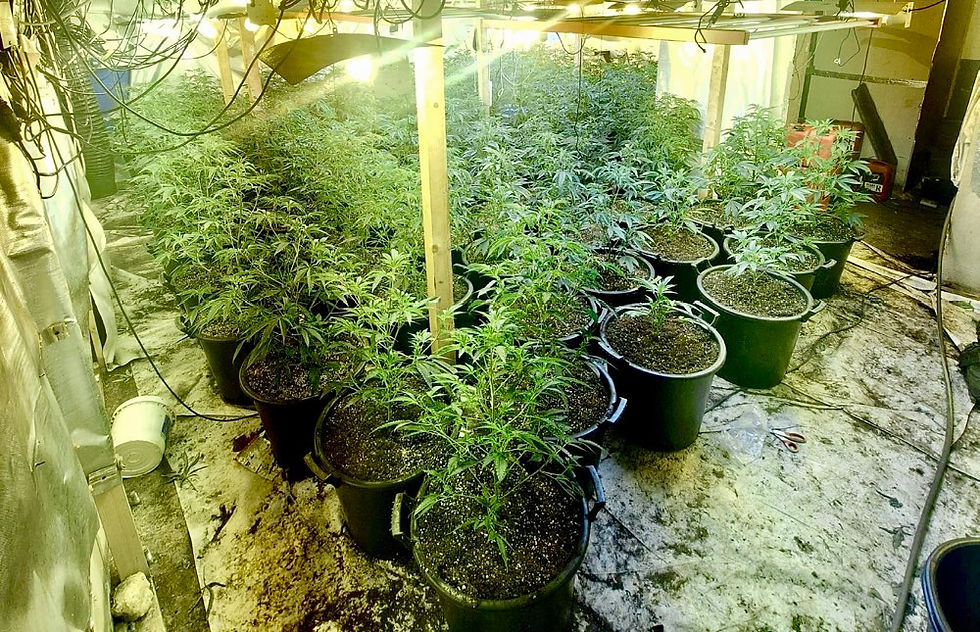 Cannabis plants seized by police in Portadown, County Armagh