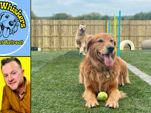 Paws up for Wags & Whiskers: Ballymena's newest pet paradise opens its doors