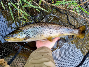 Kells Angling Club gains cross-party backing in high-stakes hatchery campaign
