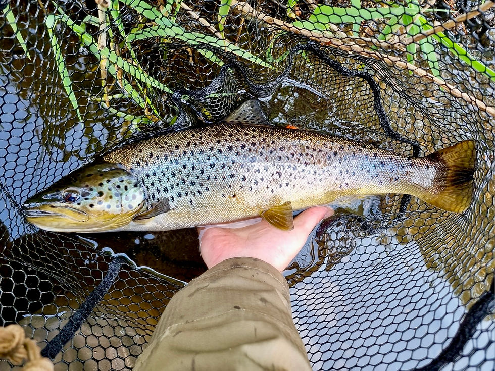 The declining Dollaghan Trout held in net