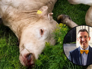 Fivemiletown cattle review to examine alternatives considered by DAERA