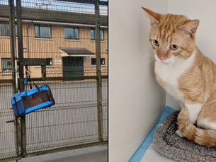 Cat found abandoned at Mid-Antrim Animal Sanctuary gates