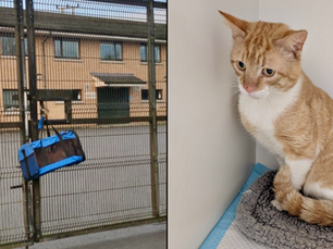 Cat found abandoned at Mid-Antrim Animal Sanctuary gates