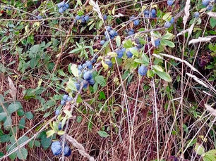 When Autumn gives you berries… simple Sloe Gin recipe from Wholesome NI