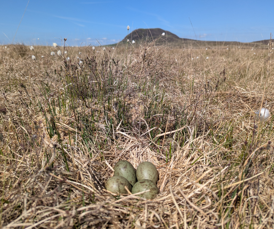 Lapwing nest in the Antrim Hills