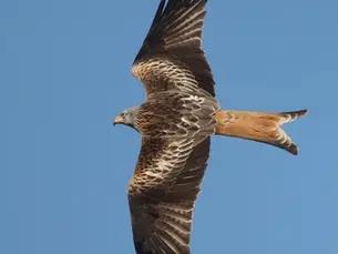 Police investigate fatal poisoning of Red Kite in Northern Ireland