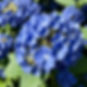 blue hydrangea.jpg
