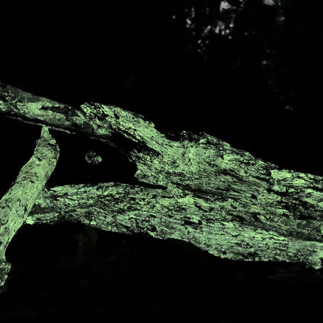 The Forest That Glows: Inside Goa's Bioluminescence Experience