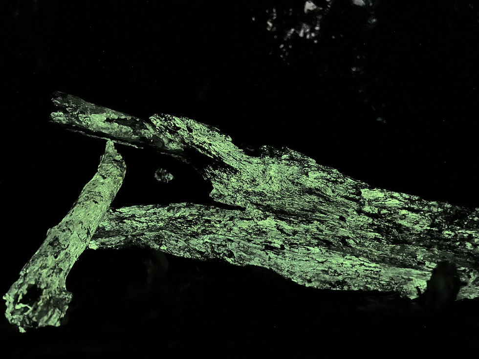 The Forest That Glows: Inside Goa's Bioluminescence Experience