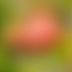 Goa Secures 5 New GI Tags: A Win for Farmers, Food Heritage & Sustainable Tourism