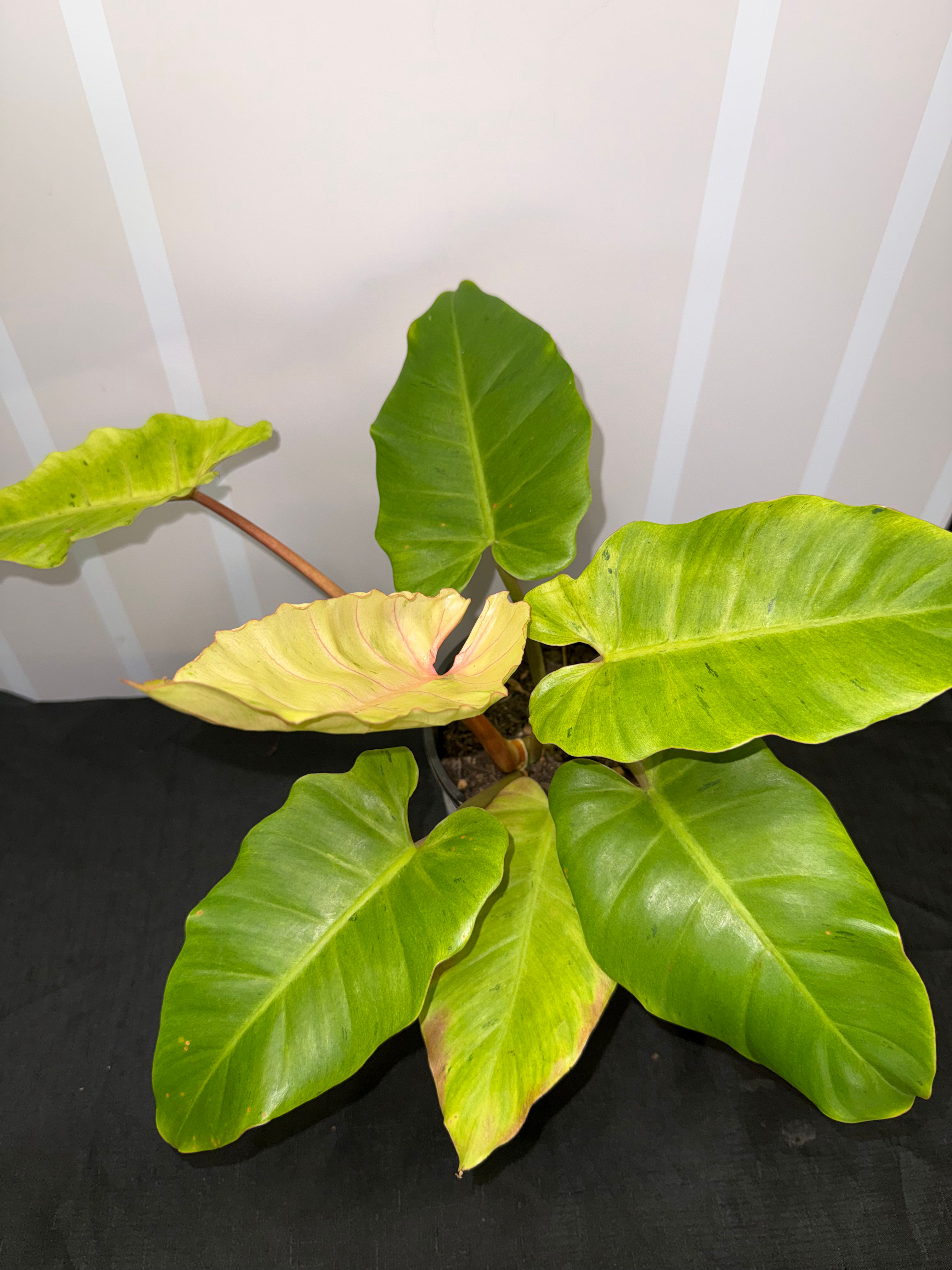 Philodendron Snowdrift