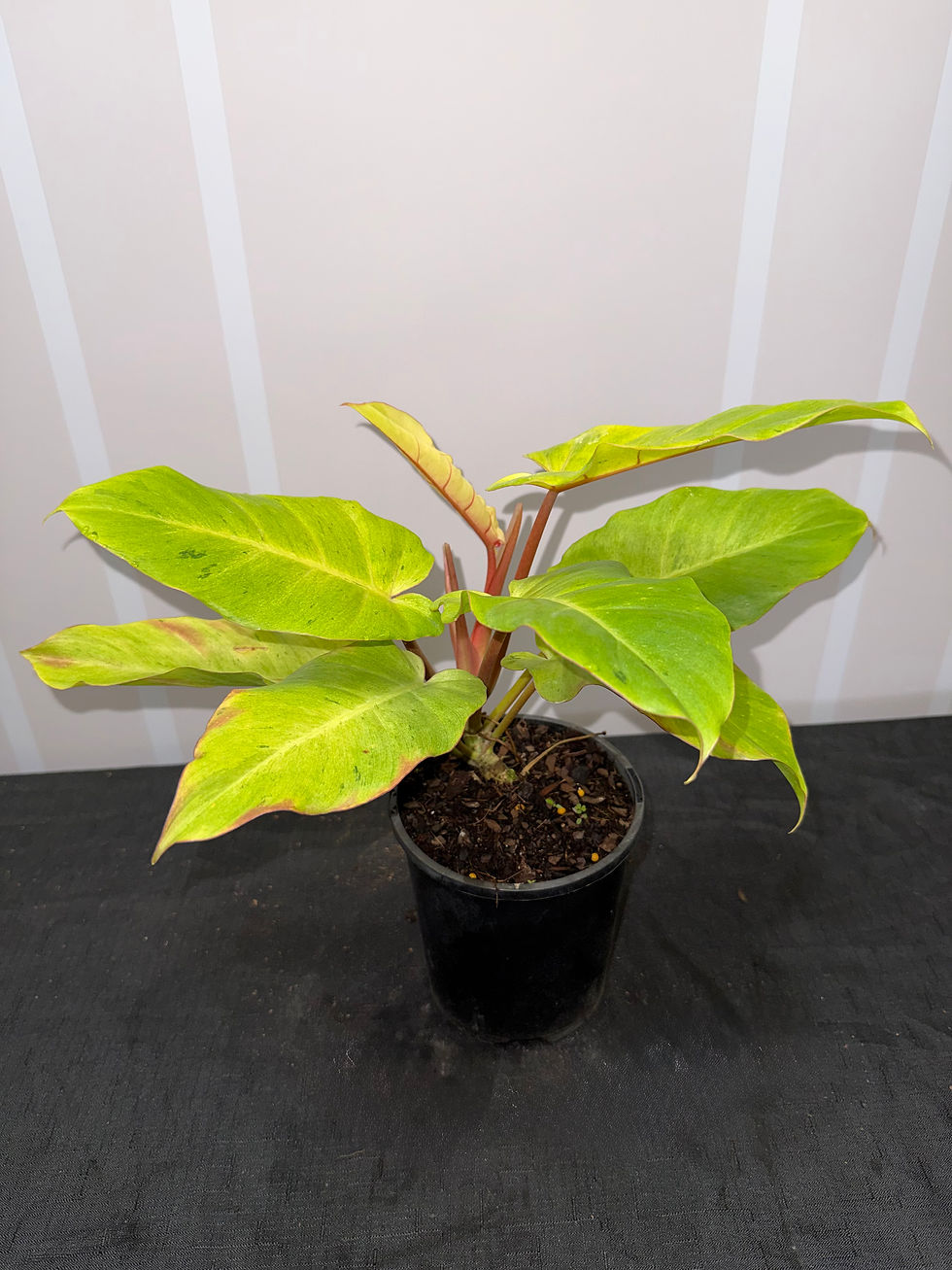 Thumbnail: Philodendron Snowdrift
