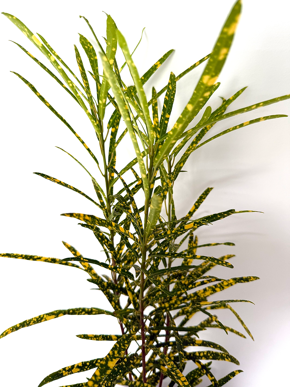 Thumbnail: Croton ‘Gold Dust’ 