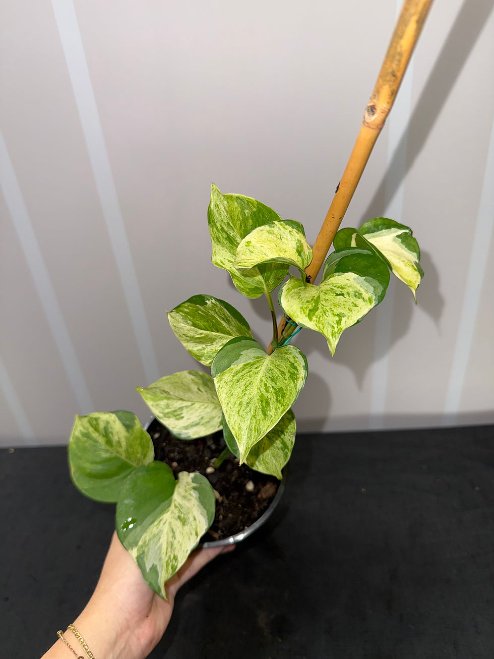 Thumbnail: Epipremnum aureum ‘Manjula’