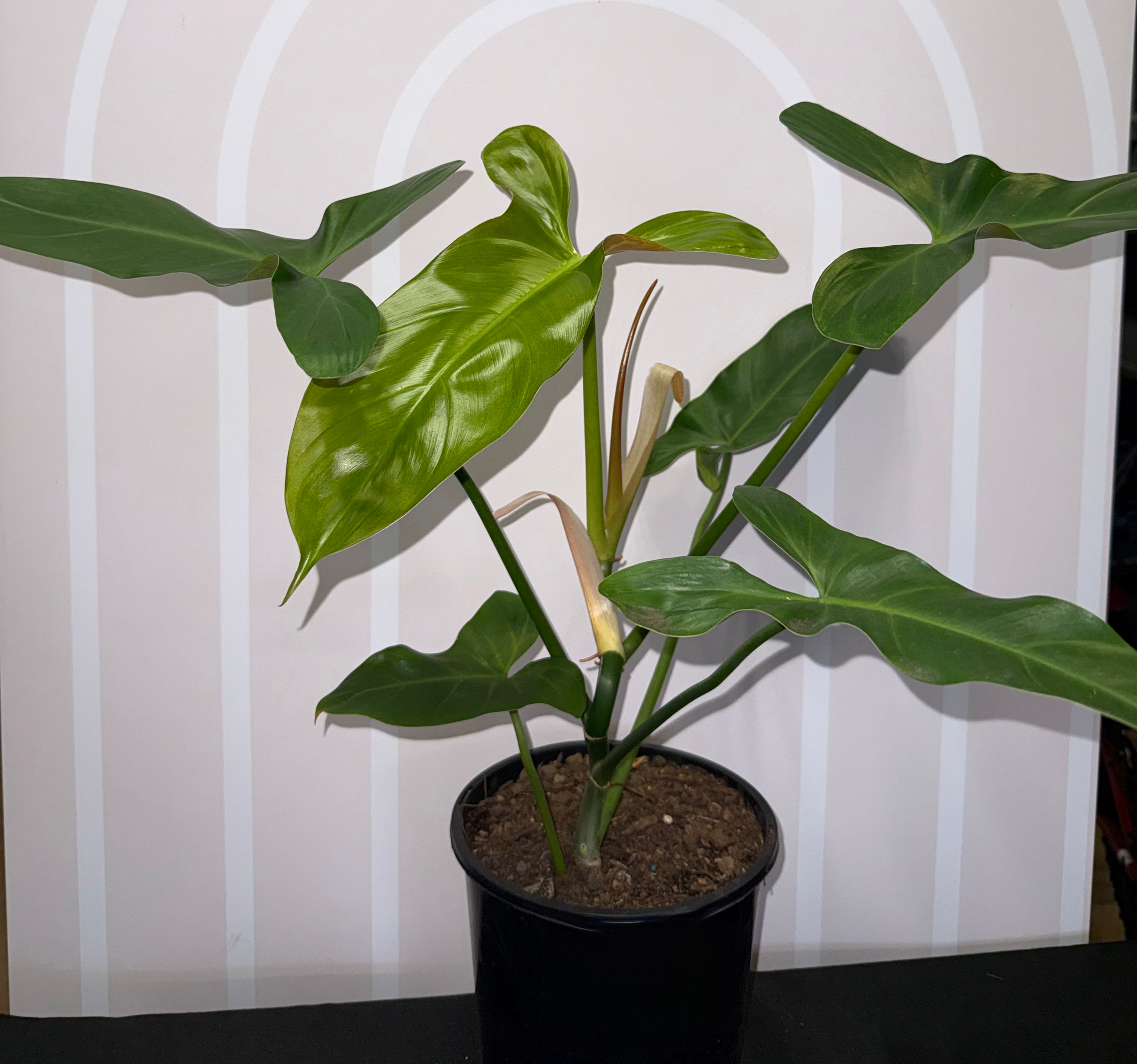 Philodendron Mexicanum