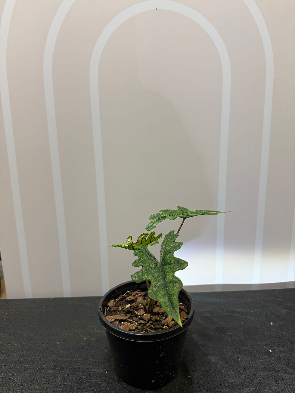 Thumbnail: Alocasia Jacklyn