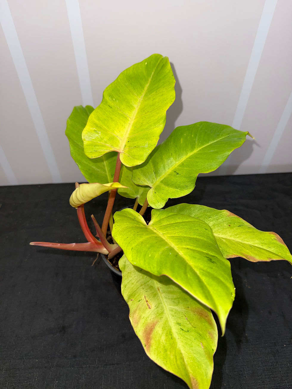 Thumbnail: Philodendron Snowdrift