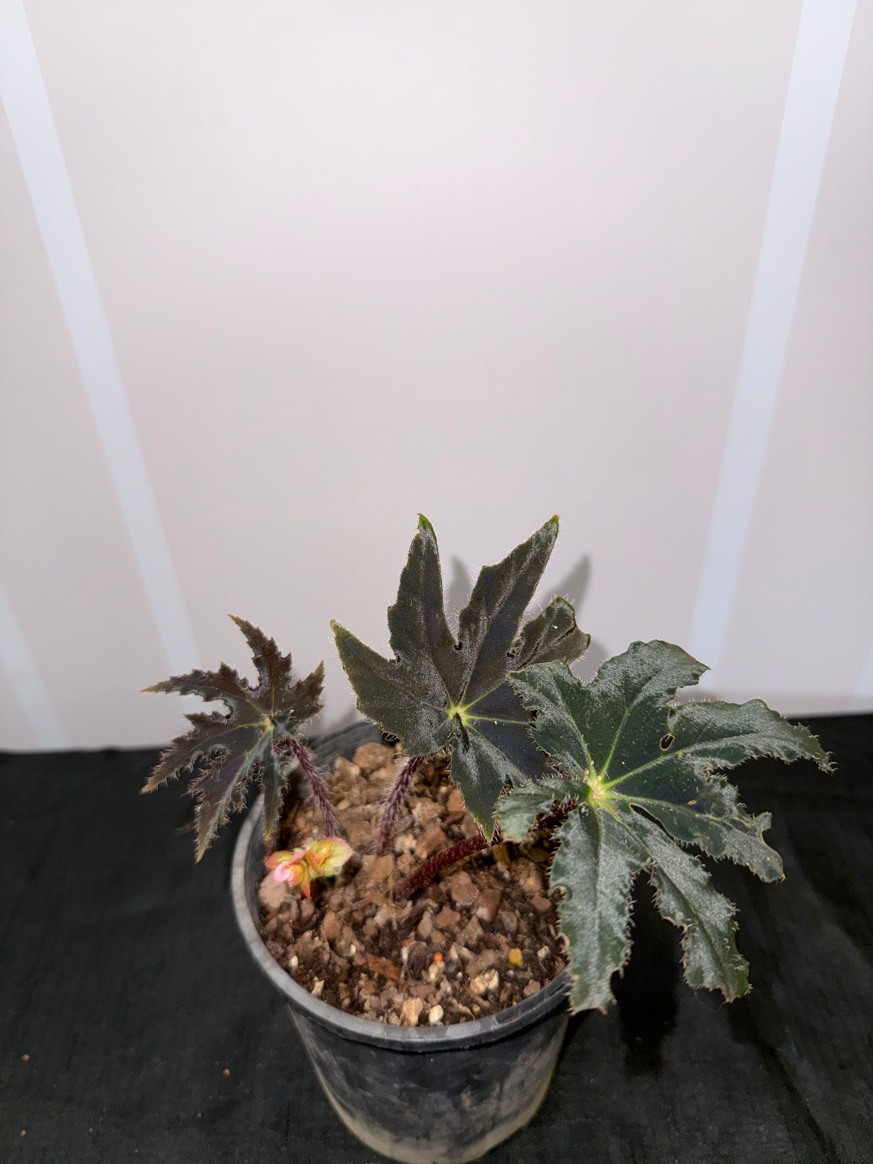 Begonia Heracleifolia ‘Black Star’