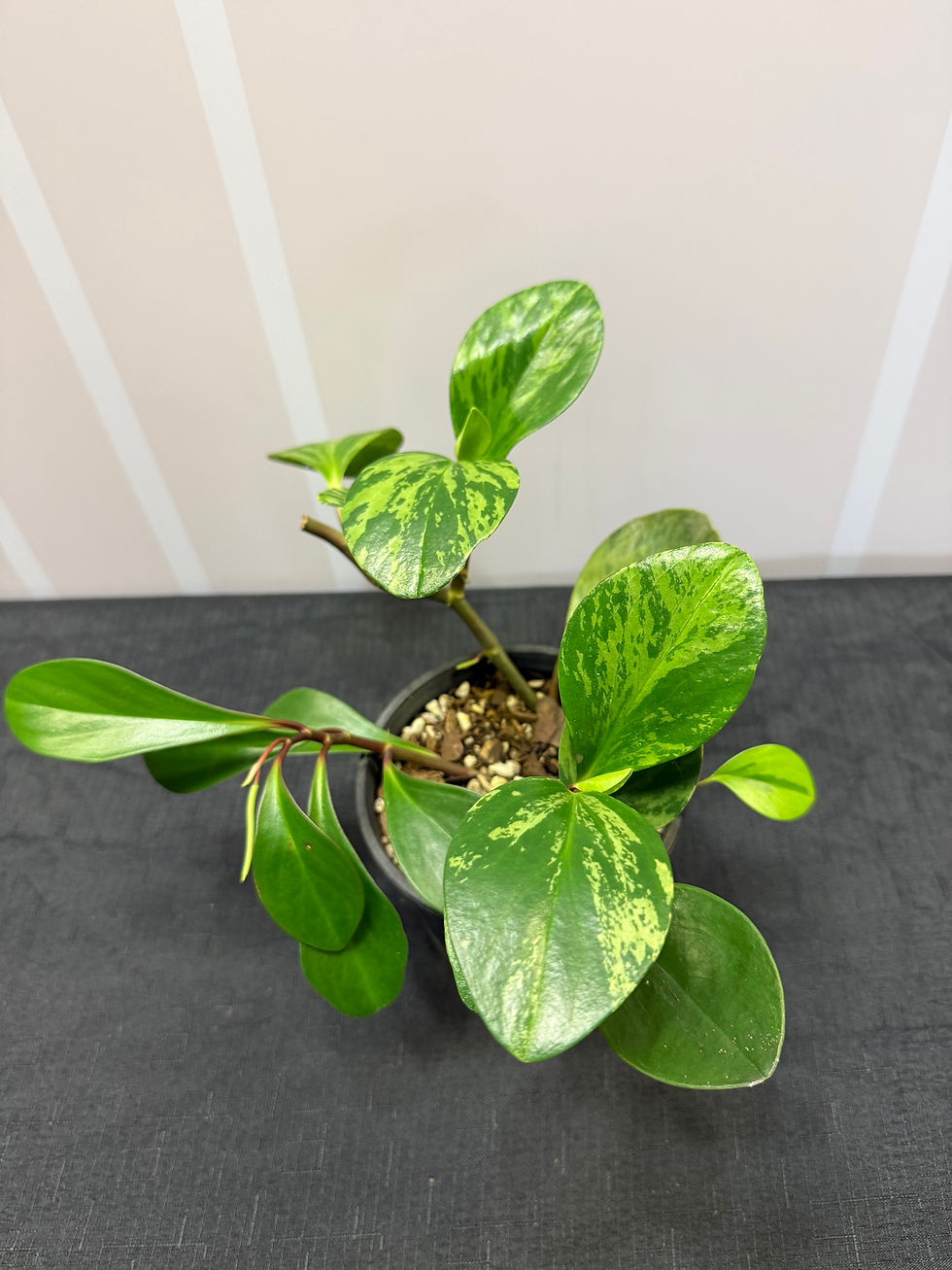 Thumbnail: Marble Peperomia