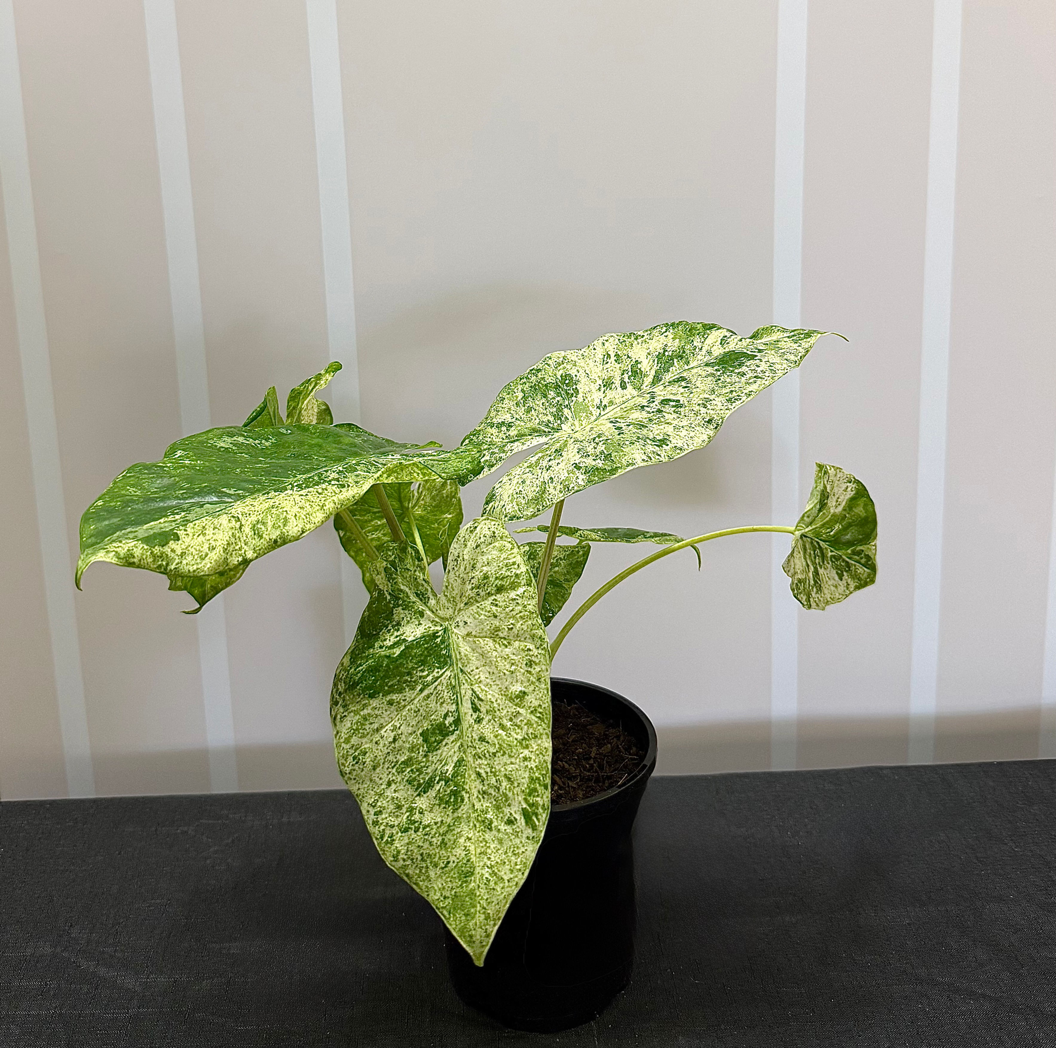 Alocasia odora Batik Variegata