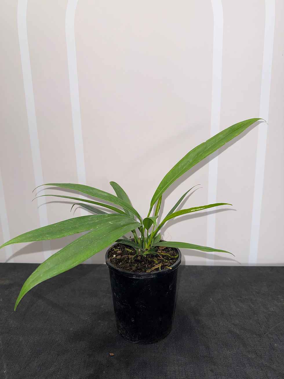 Thumbnail: Anthurium Bakeryi