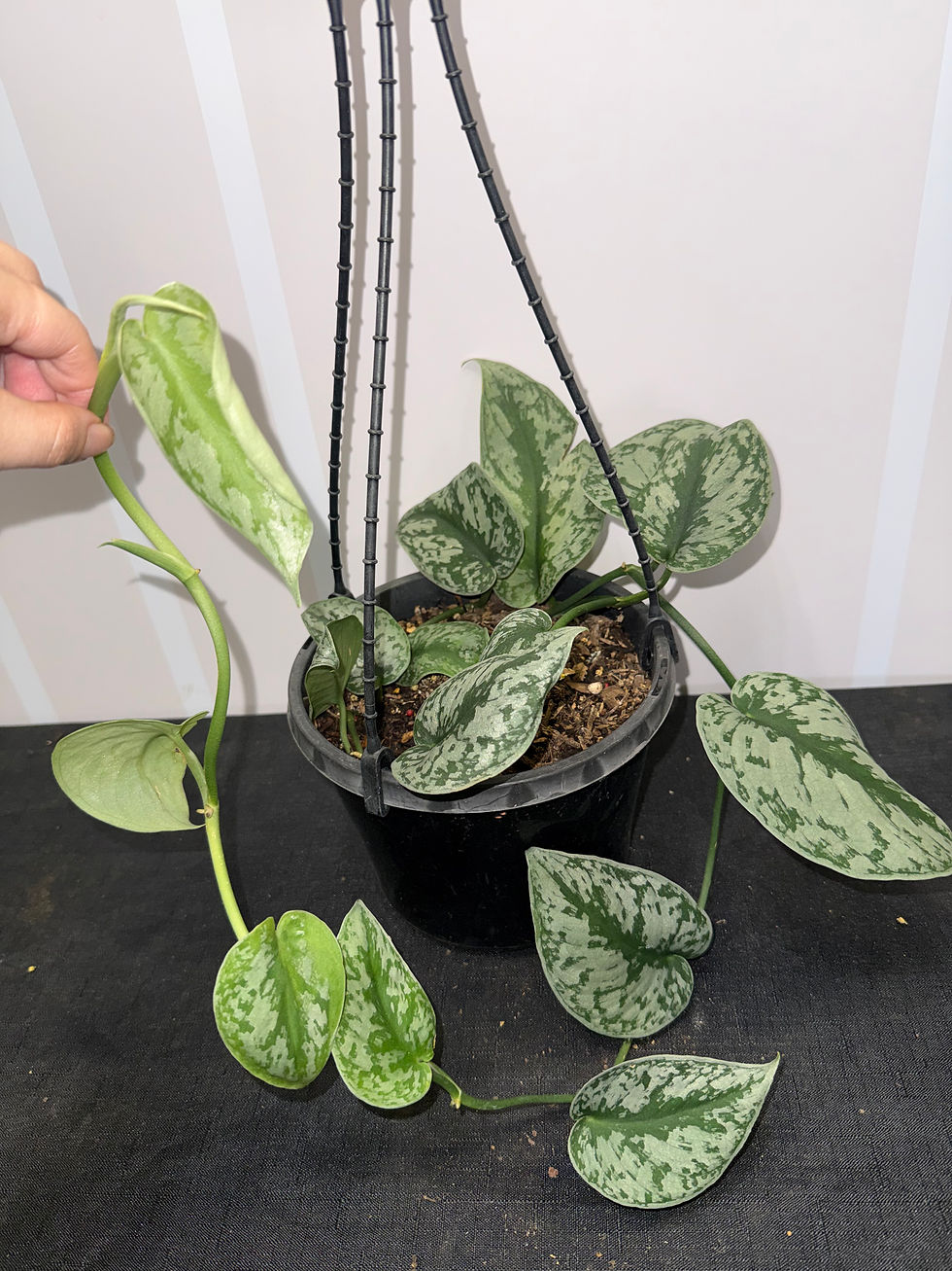 Thumbnail: Hanging Scindapsus Pictus (Satin Pothos) 