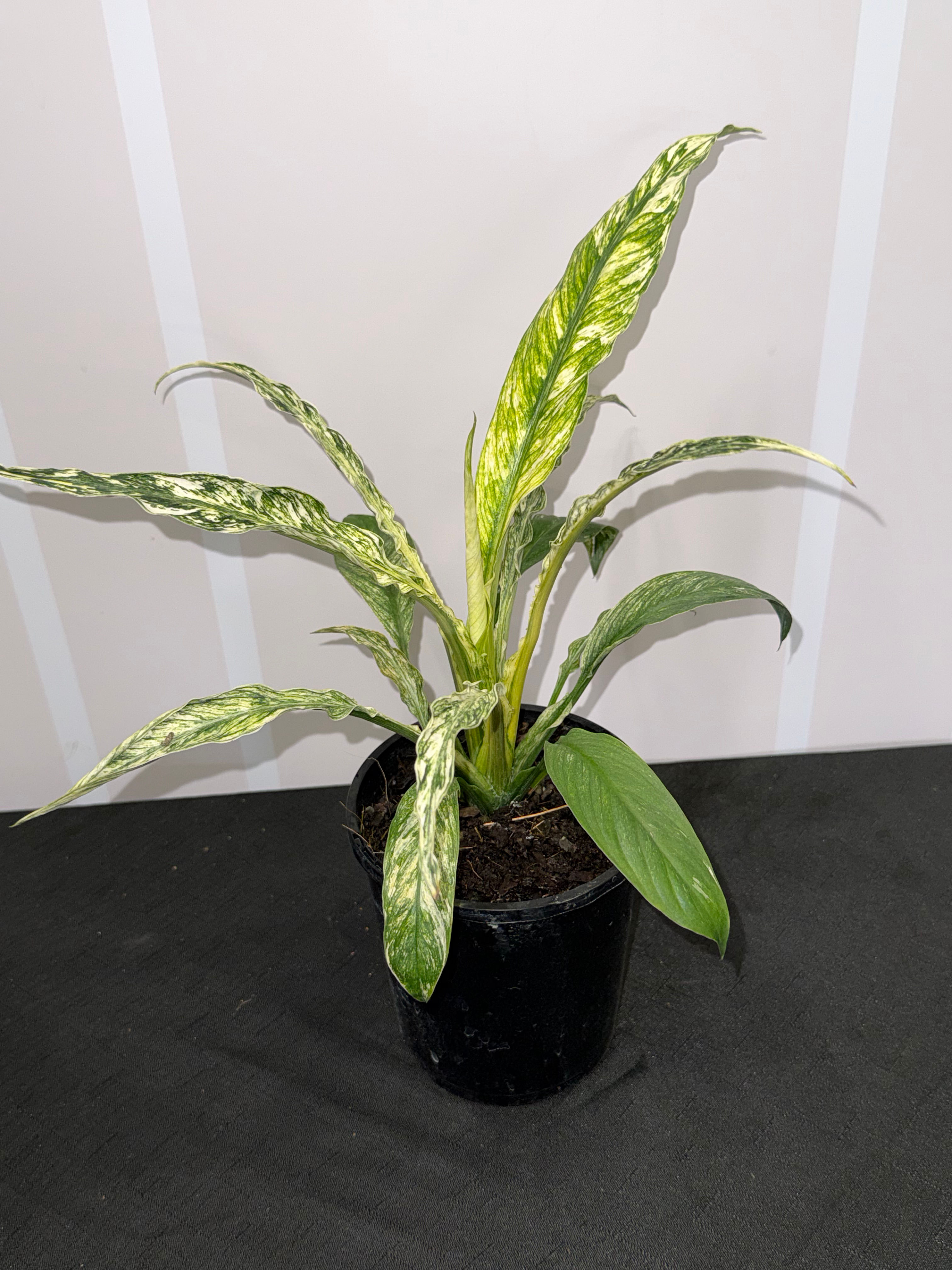 Spathiphyllum ‘Sensation’ Variegated (Peace Lily)
