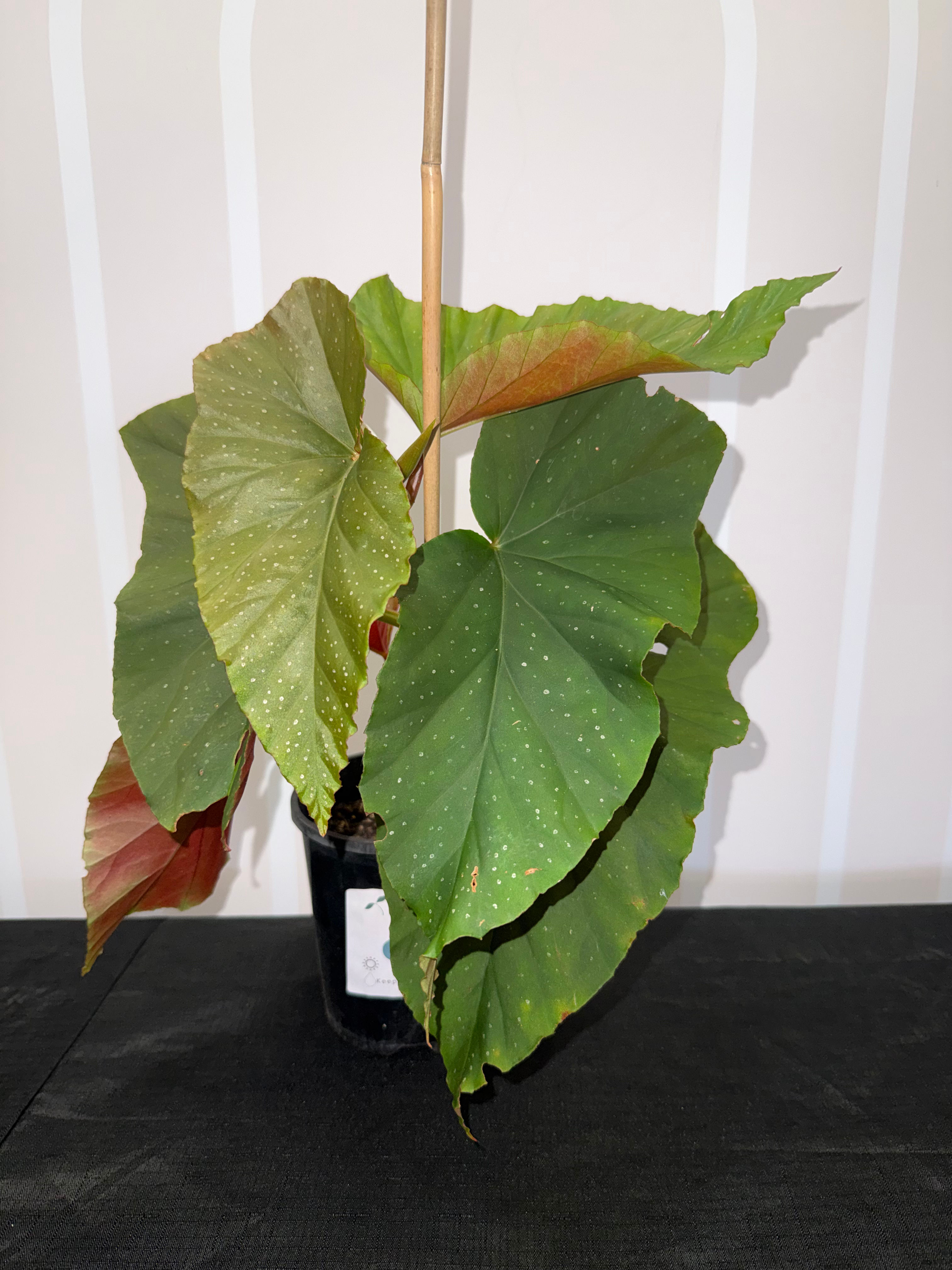Begonia Angel Wings