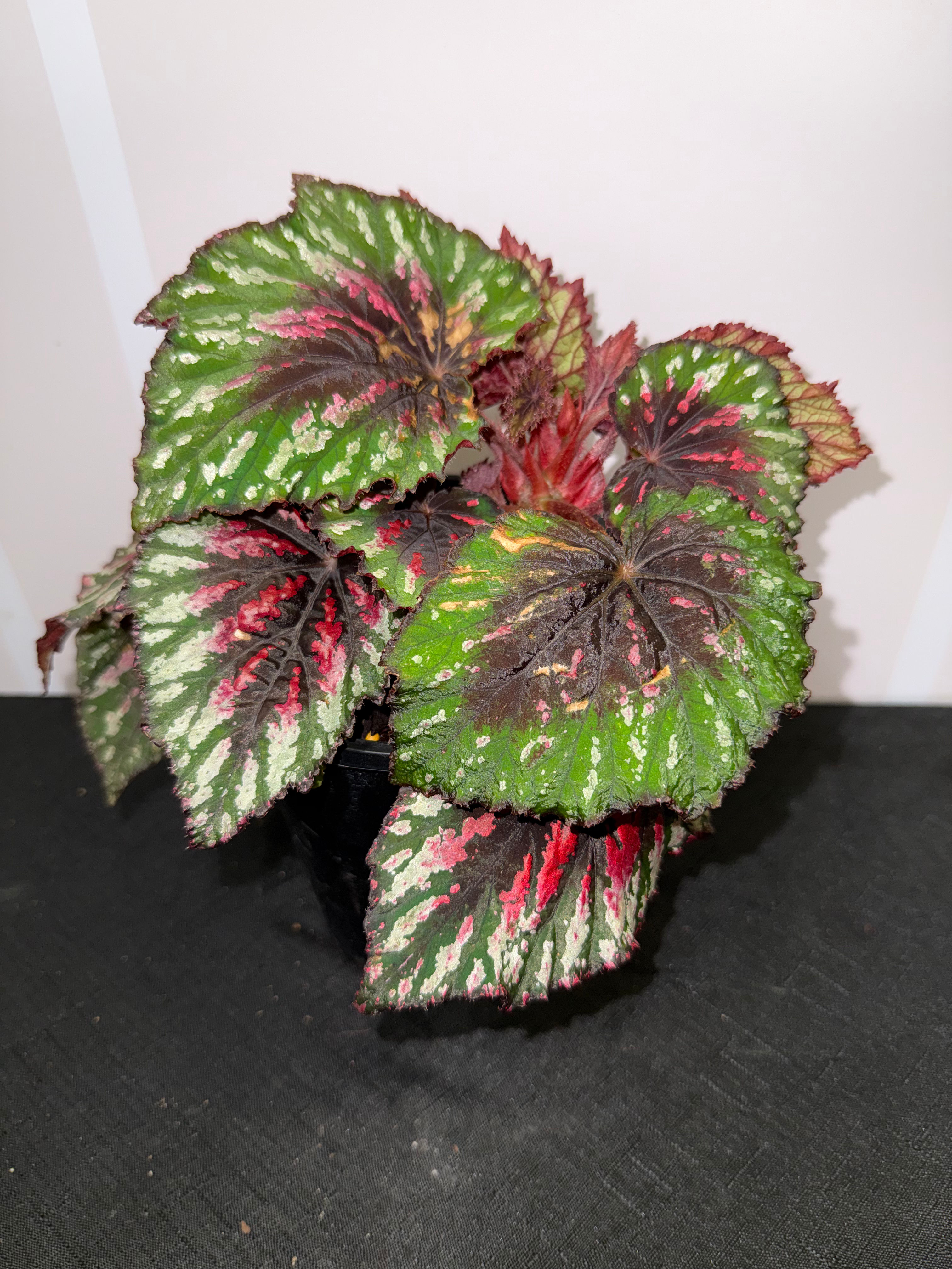 Begonia Rex ‘Painters Palette’