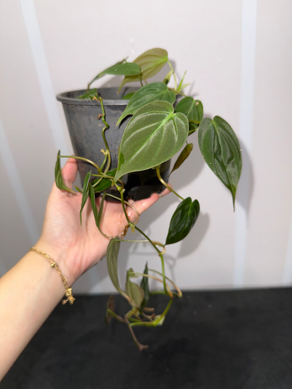 Thumbnail: Philodendron Micans 