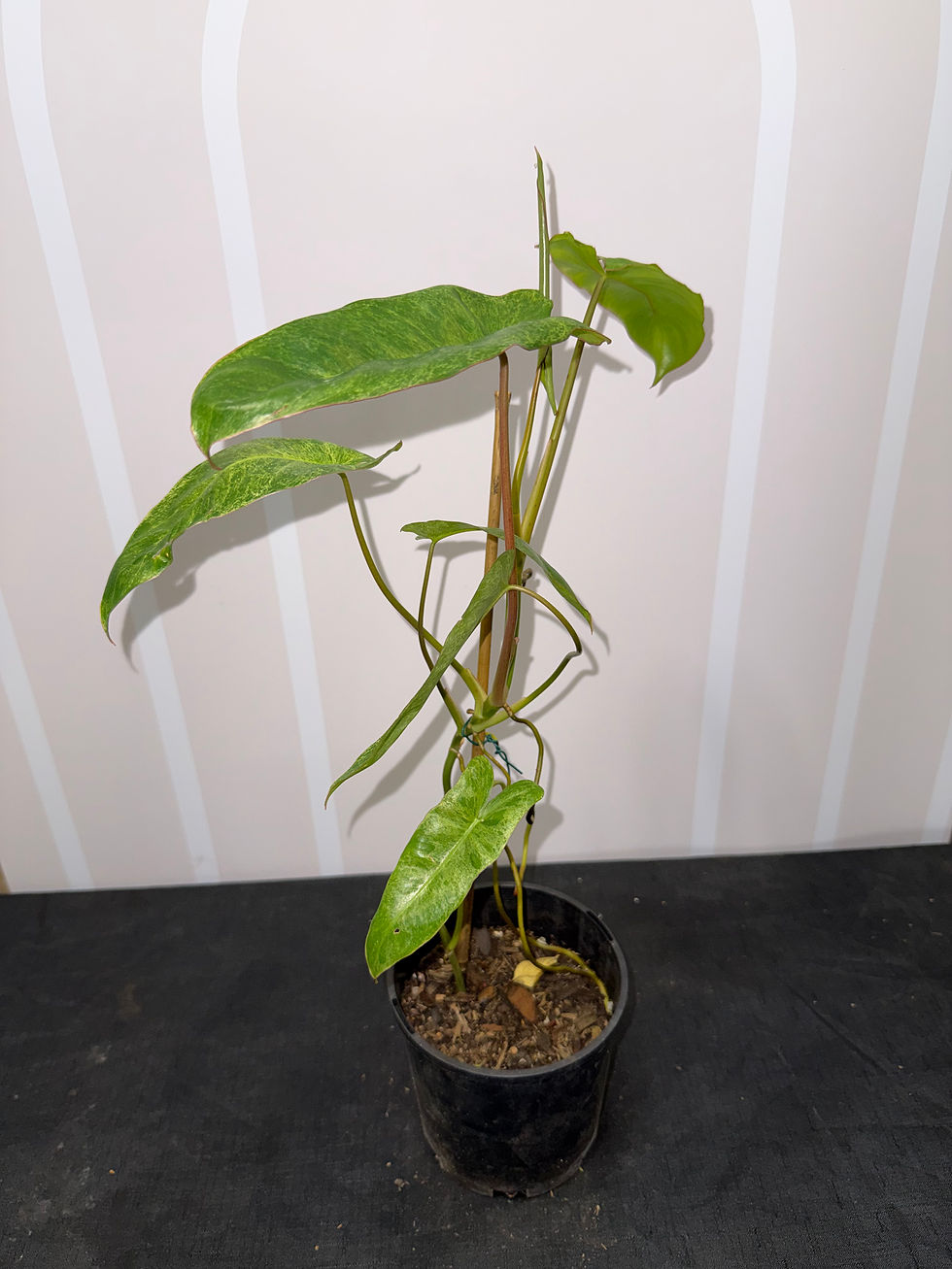 Thumbnail: Philodendron Paradiso Verde