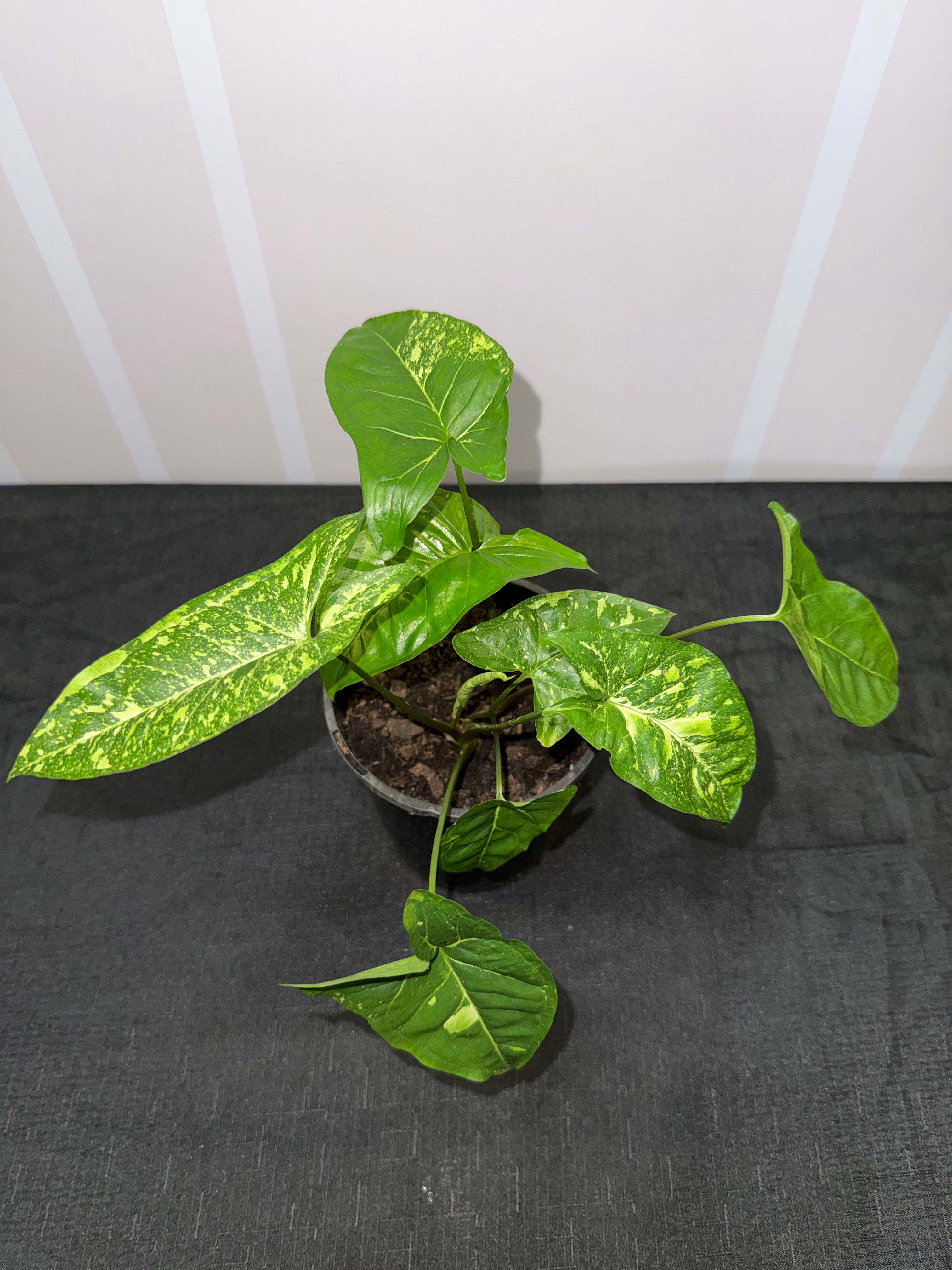 Syngonium Panda