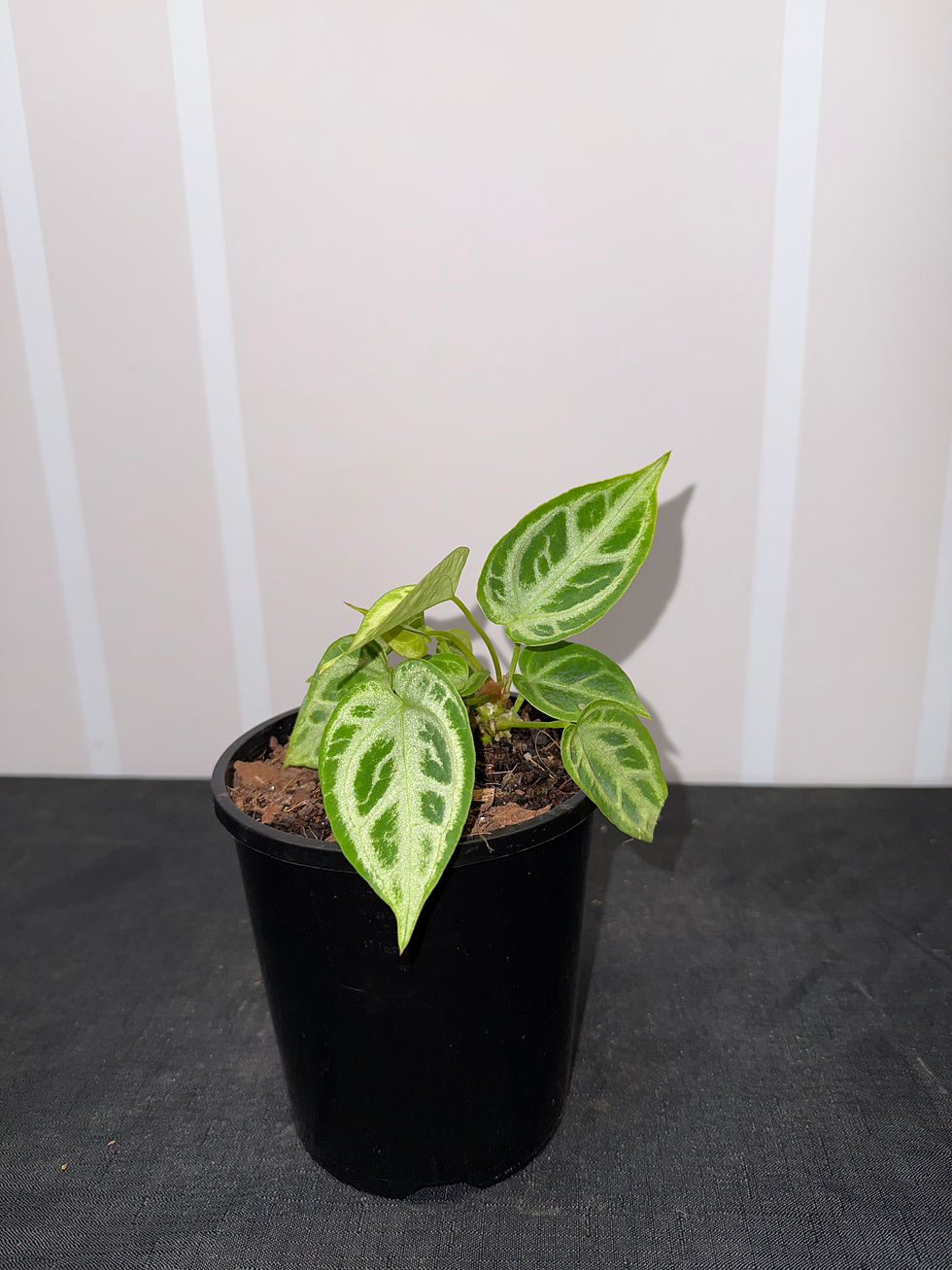 Thumbnail: Anthurium Crystallinum ‘Dorayaki’ 
