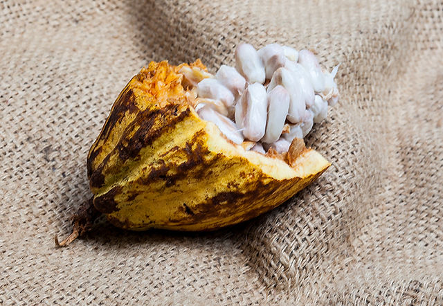 Cacao Junajpu Guatemalan Cacao セレモニアルカカオ Shop | Cacao Junajpu | Guatemalan Cacao | Stone-Ground & Blessed