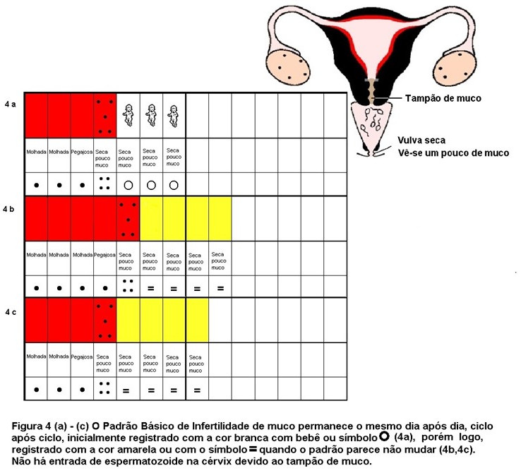 Figura 4 - Secura na vulva